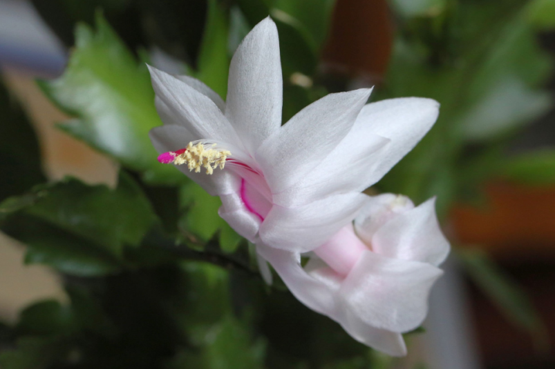 Тематическое фото pxhere.com