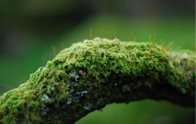 Тематическое фото pxhere.com