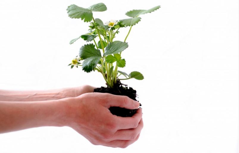 Тематическое фото pxhere.com