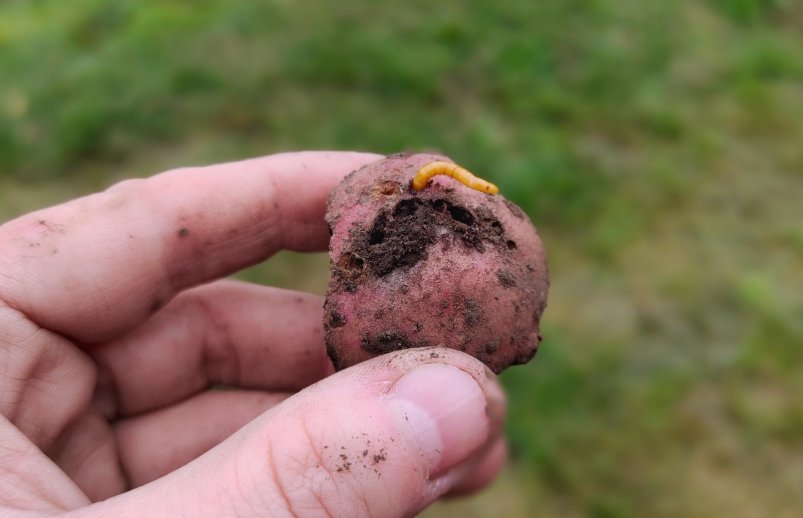 Проволочник Автора