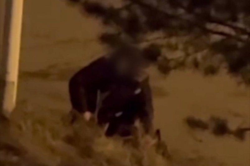 В Иркутске мужчина ударил собаку отвёрткой во время ссоры с женой Пресс-служба ГУ МВД России по Иркутской области