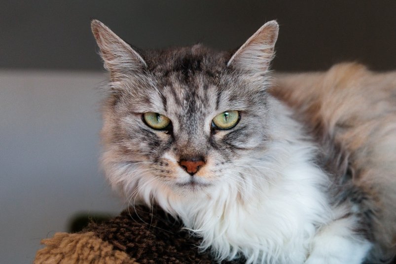 кот, кошка, домашние животные, фонд Умка, защитники животных Евгений Кулешов, ИА PrimaMedia.ru