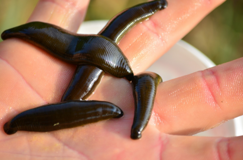 Тематическое фото pxhere.com