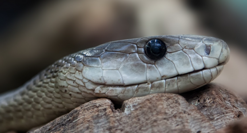 Тематическое фото pxhere.com