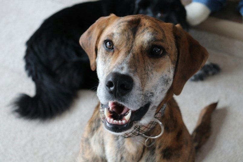 Концерт не по заявкам: когда собака соседей лает 24/7 - куда жаловаться Elizabeth MacDonald/unsplash