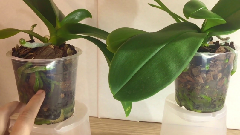 Тематическое фото Автор канала