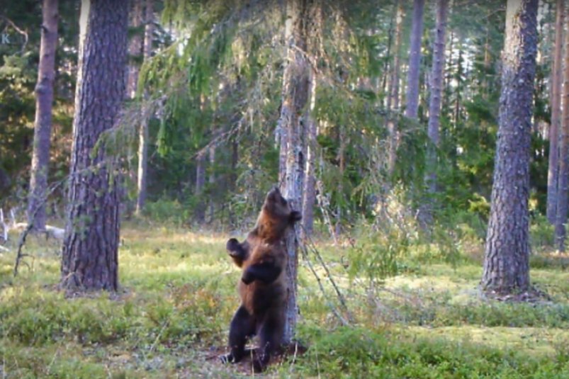 Энергичного медвежонка засняли в заповеднике в одном из регионов России Нижне-Свирский государственный заповедник