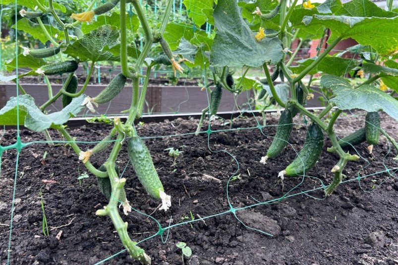 2 ведра с куста - урожайность огурцов зашкаливает: корнишоны вкусные и без горечи - мучнистая роса сорту нипочем, как супергерою фото автора