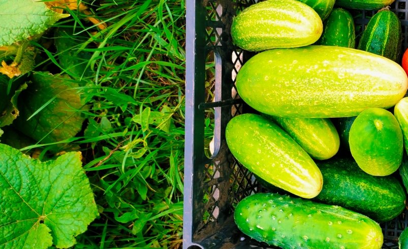 Огурцы Автора