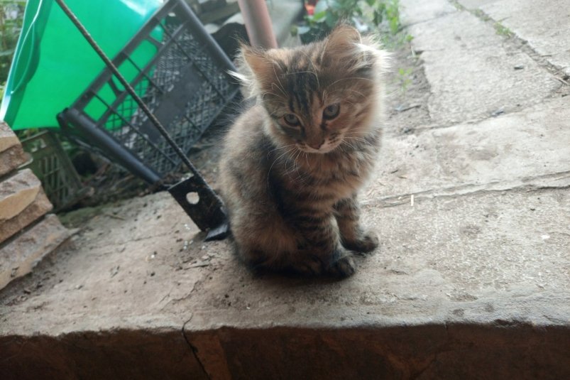 Кошка пьёт мало воды: простая хитрость, как волшебство от ветеринаров фото автора