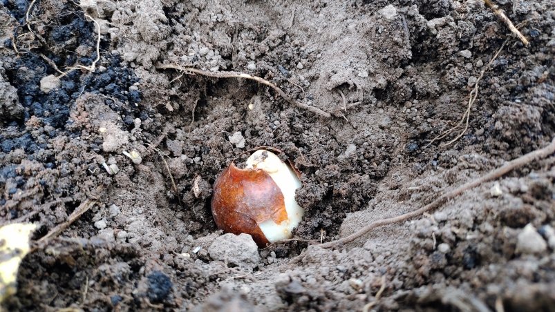 Тюльпан Автора