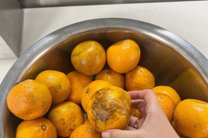 Испорченные мандарины Соцсети региона