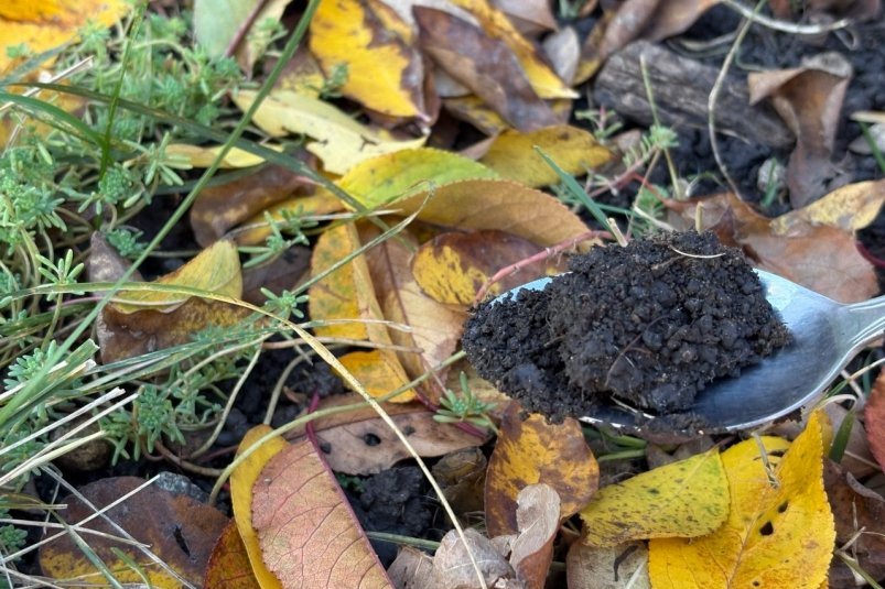 3 ложки к осенним листьям - и реактивное топливо для почвы готово: стоит копейки, лучше навоза и перегноя ИА Stavropol.Media