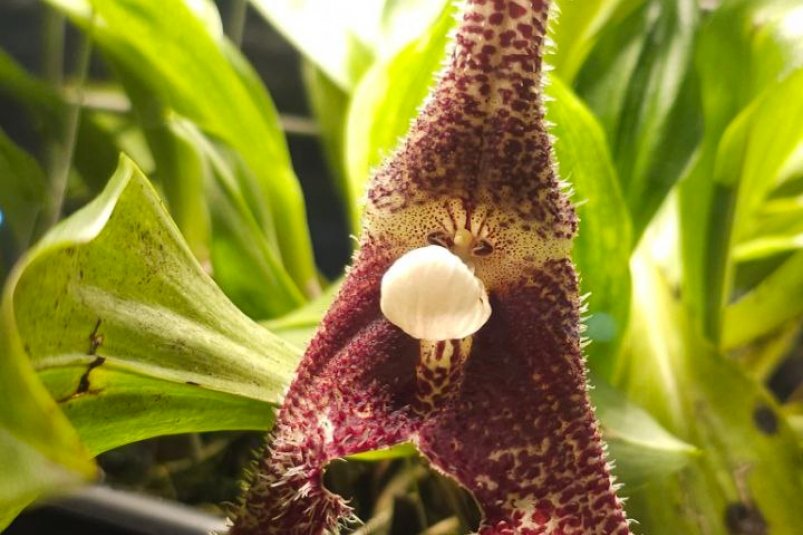 В "Аптекарском огороде" расцвела редкая орхидея-вампир https://t.me/hortus_ru/19088