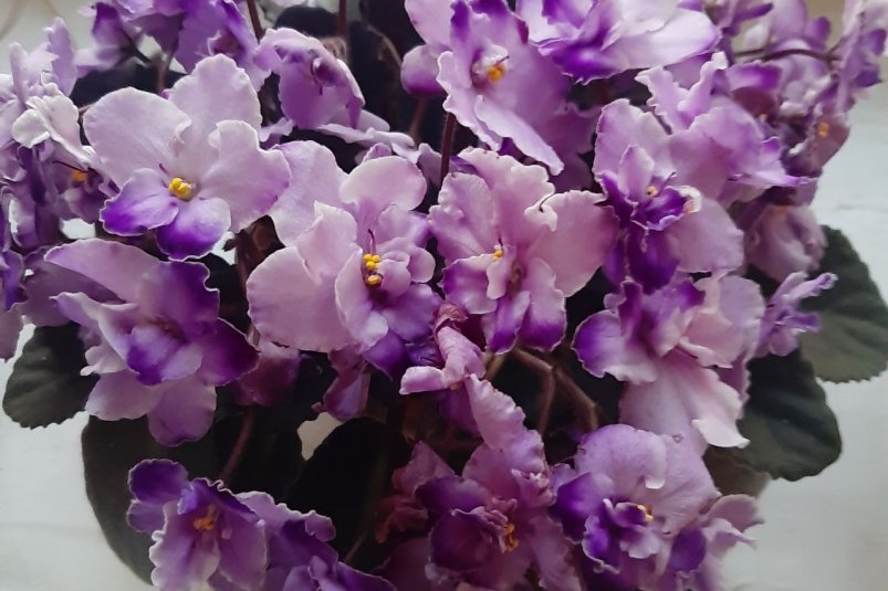 В ноябре - в самый раз: 1 таблетка в воду - и фиалка завалит цветами, листьев из-за бутонов не видно фото автора