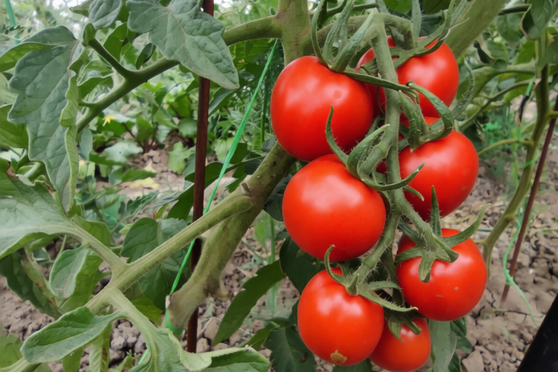 Не сорт, а мечта дачника: эти томаты с необычными сладкими плодами - семена раскупают пачками фото автора