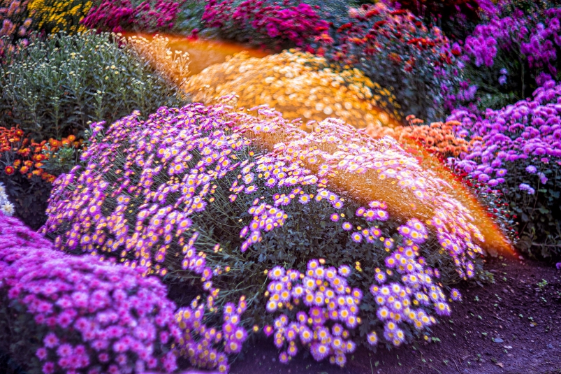 цветы, рассвет, лето, хорошая погода, весна, солнце, ботсад, ботанический сад Мария Смитюк, ИА PrimaMedia