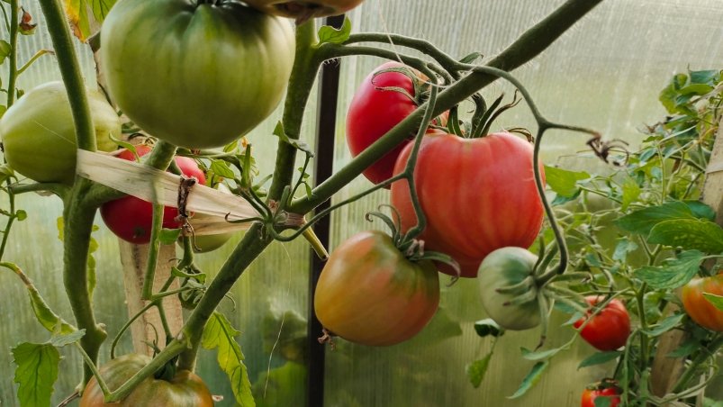 Томаты Автора