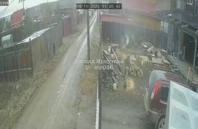 Бойцовские псы нападают на других животных в СНТ "Зеленый сад" Иркутского района Тг-канал (18+) "Взгляд Иркутска"