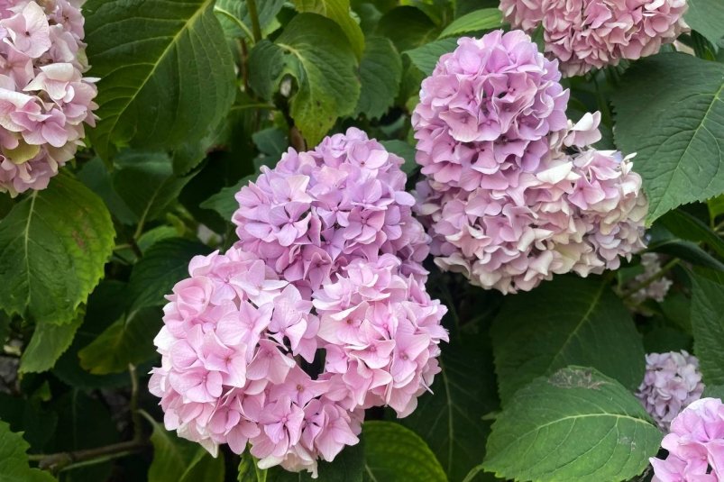 Лью на куст гортензии после 5 ноября: летом весь сад в королевских шапках по 30 см ИА Stavropol.Media