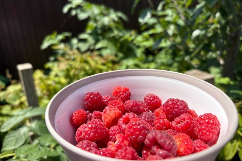 Какая мульча лучше для малины поздней осенью - ягоды будут слаще шоколада ИА StolicaMedia