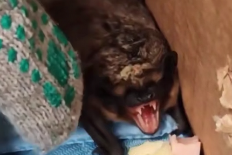 Скриншот тг-канал "Новости 25 регион" (18+)