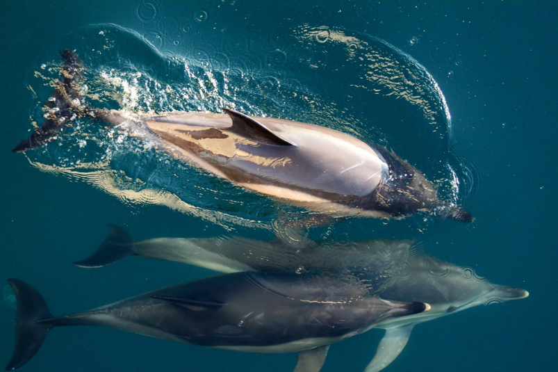 Афалины Пресс-служба ИнБЮМ
