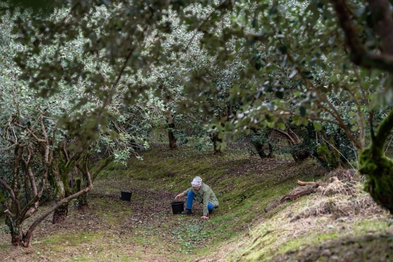 Фейхоа из Сочи дает до 33 кг плодов с дерева пресс-служба Субтропического научного центра РАН