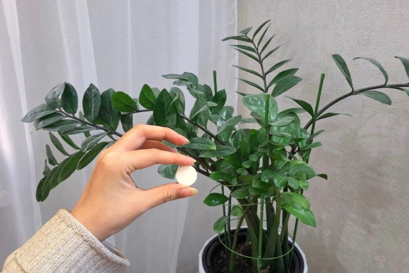 Покрошила таблетку - и замиокулькас как заново родился: из каждого клубня лезет по 15 веток ИА Stavropol.Media