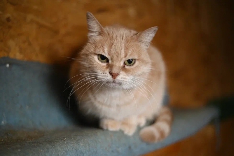 Пульхерия Из архива Е. Воиновой