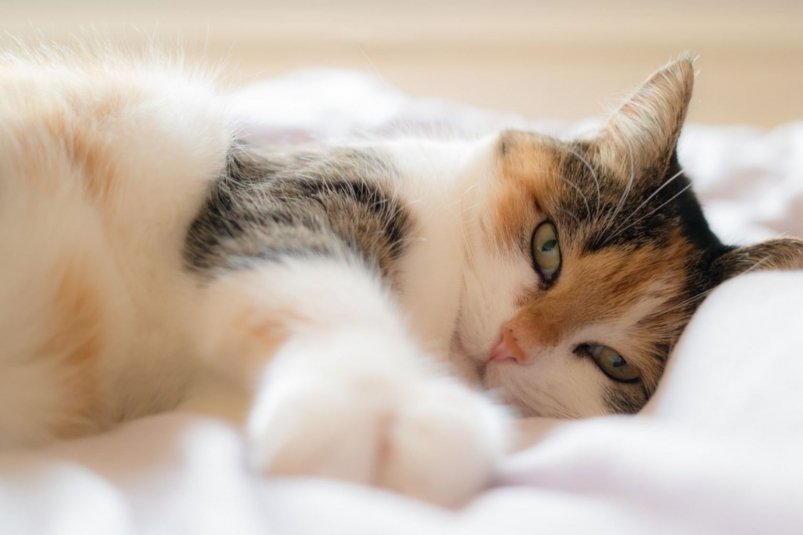 Тематическое фото pxhere.com