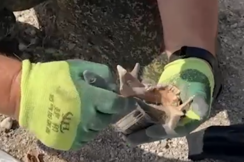 Кадр из видео Следком Крыма и Севастополя