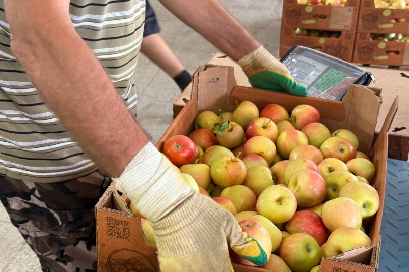 Собранные яблоки Соцсети минсельхоза РК