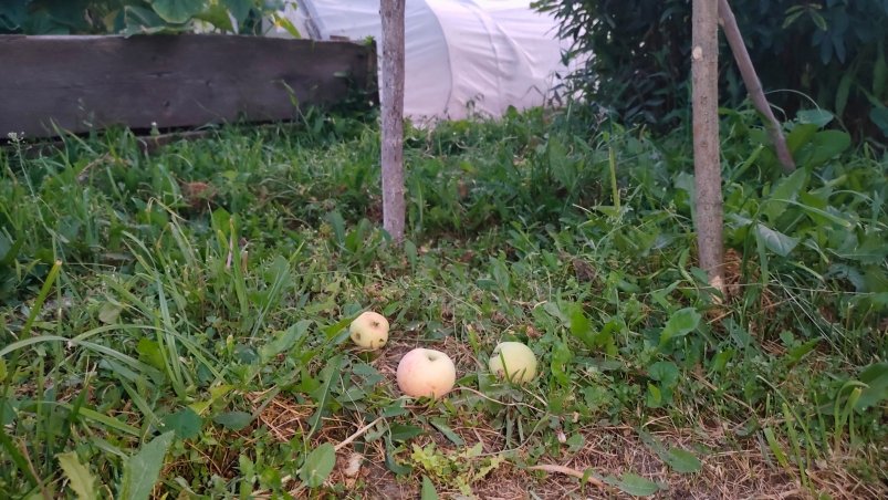 Яблоня Автора