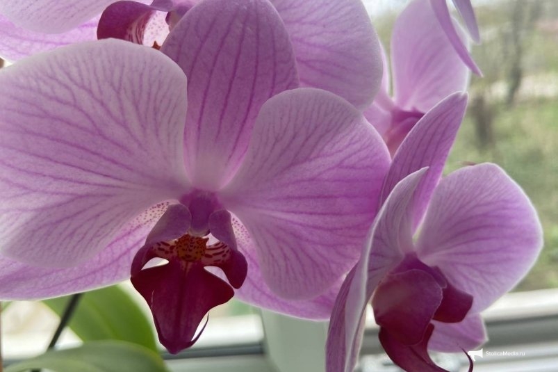 Не в любой день ноября: пересаживаю орхидею в 1 конкретную дату - бутоны хоть на букеты срезай ИА StolicaMedia