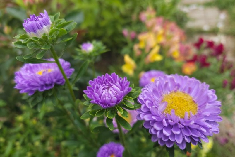 С 6 по 16 ноября занимаюсь подзимним посевом астры - получаю ранний цветущий сад, цветы пышнее весенних фото автора