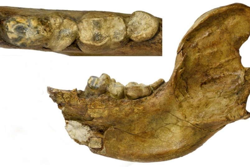 Из части нижней челюсти учёные сделали выводы о том, как мог выглядеть доисторический предок медведя Палеонтологический музей им. Ю.А. Орлова ПИН РАН