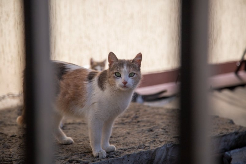 Что ваша кошка терпит ради вас каждый день, не подавая виду: 5 раздражителей - как они могут изменить ее поведение фото автора
