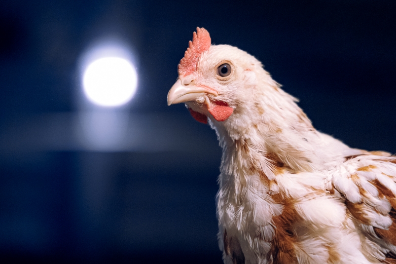 При содержании домашней птицы на даче нужно соблюдать правила Евгений Кулешов, ИА PrimaMedia