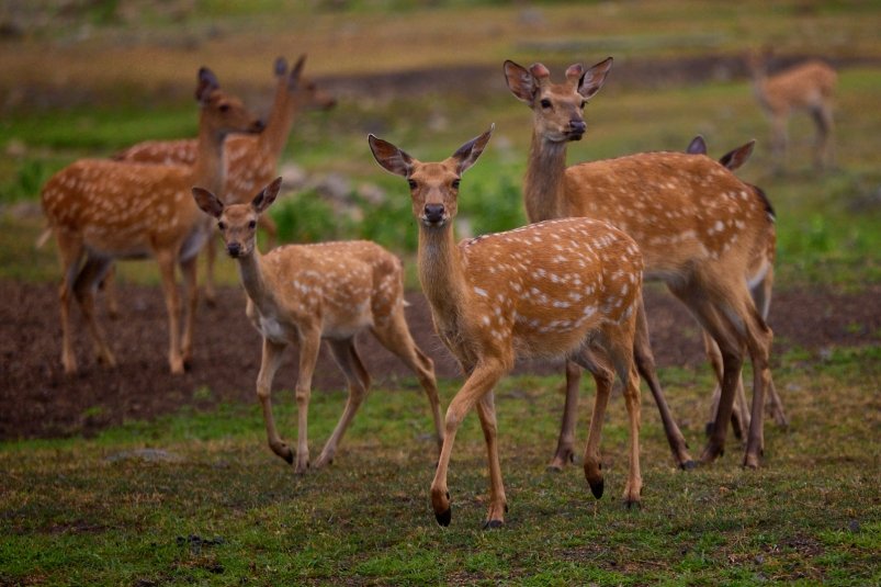 Водителям объяснили, как реагировать на сбитое животное Дмитрий Осипчук, ИА PrimaMedia.ru