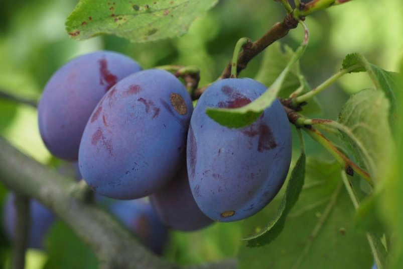 Тематическое фото Pxhere.com