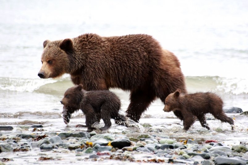 Содержать дома хищников запрещено Чёрный Игорь, MagadanMedia.ru