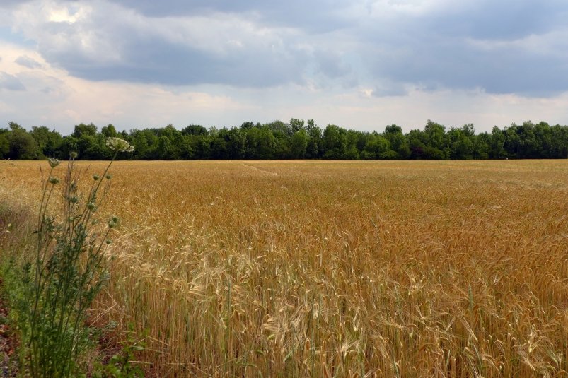 Урожай pxhere.com