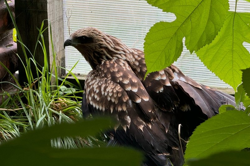 Черный коршун Гоша Мария Наумова