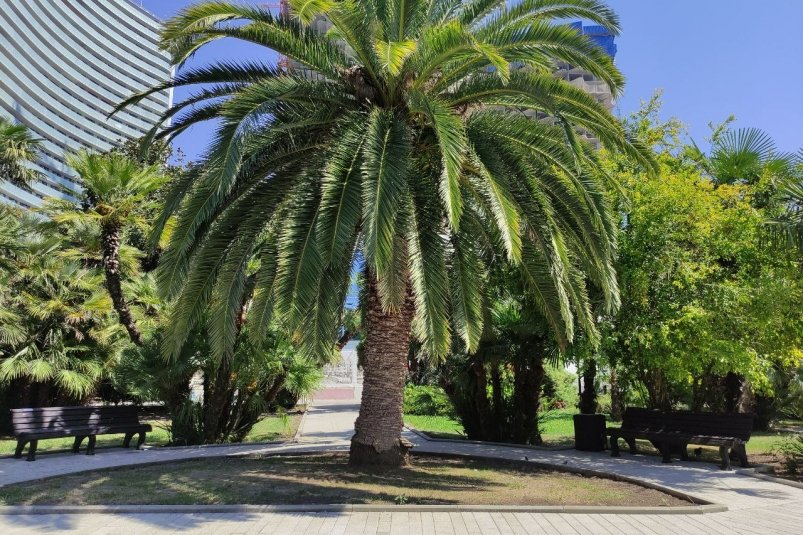 Более 2,6 тысяч субтропических растений подготовят к зиме в Сочи Карина Подкина