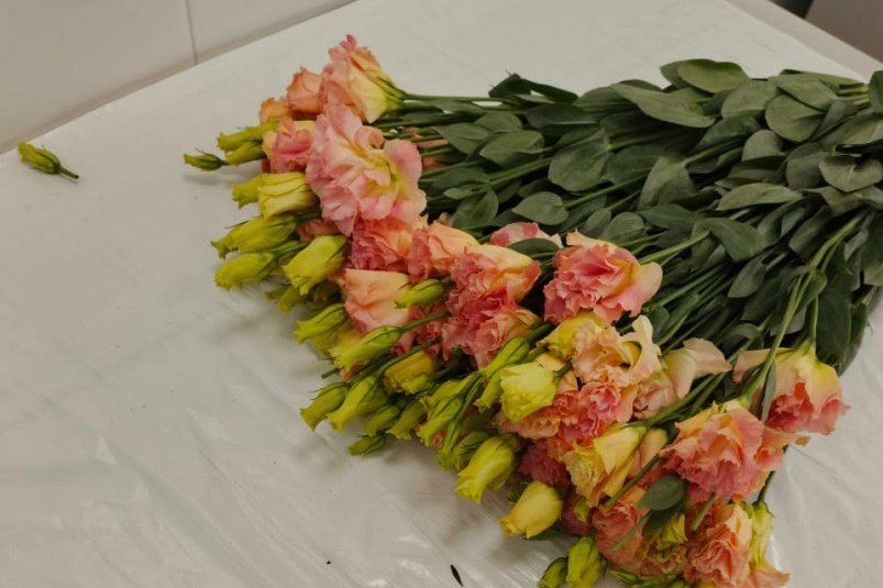 Почти 17 тысяч цветов из Китая уничтожат в Приморье пресс-служба НЦБРСП