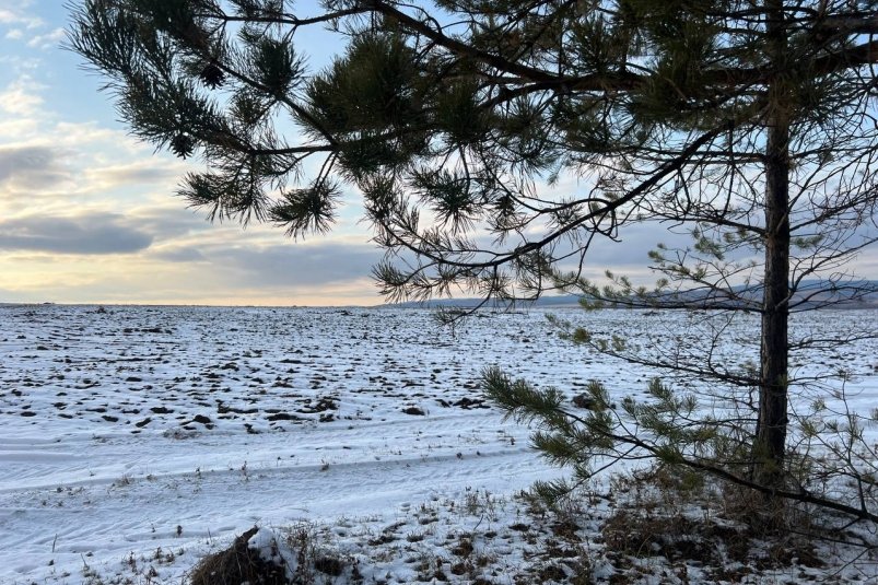 В Бурятии введут в оборот 237 га заброшенных сельхозземель Минсельхоз Бурятии