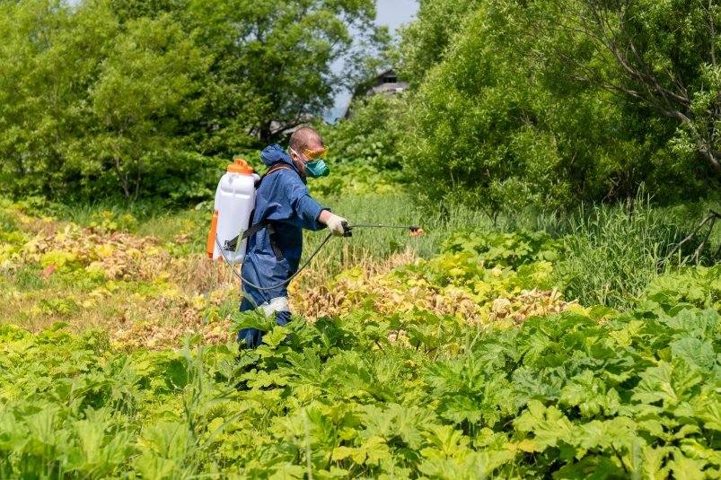 Уничтожать борщевик лучше в костюме химзащиты пресс-служба администрации Южно-Сахалинска