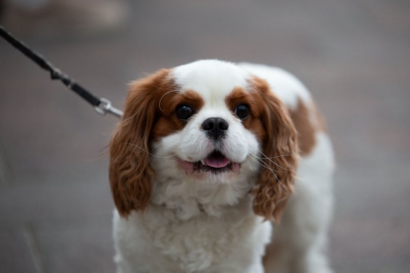 6 скрытых ошибок, которые ранят душу собаки: простые советы, чтобы питомец был счастлив фото автора