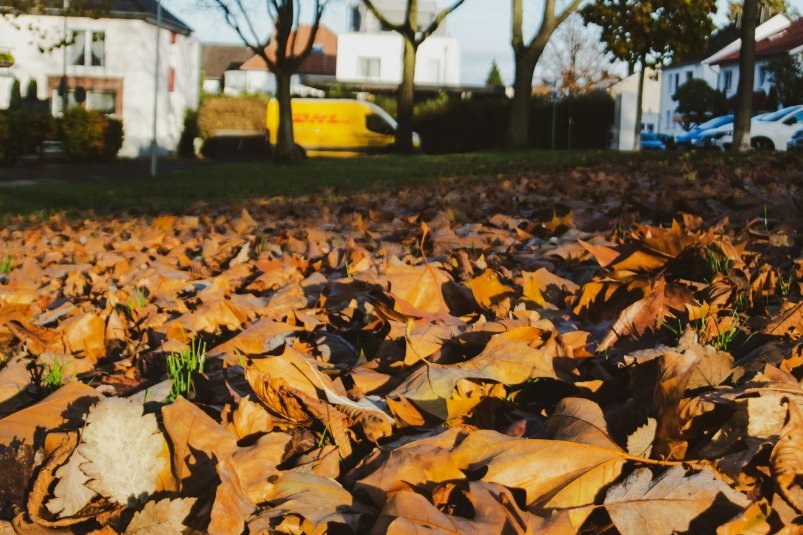 Не жечь и не выбрасывать: вот как использовать опавшие листья в ноябре Tom Ru/unsplash